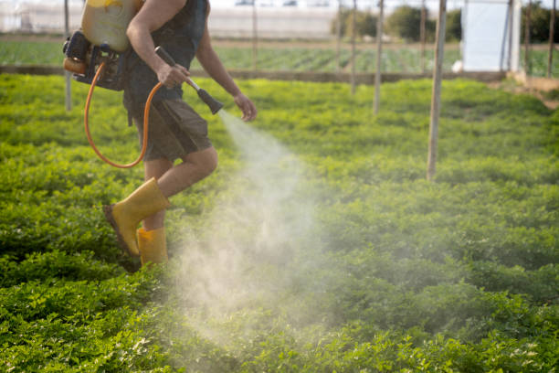 Best Wasp Removal Services  in Dunkirk, NY