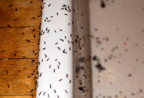 Best Mosquito Control Services  in Dunkirk, NY